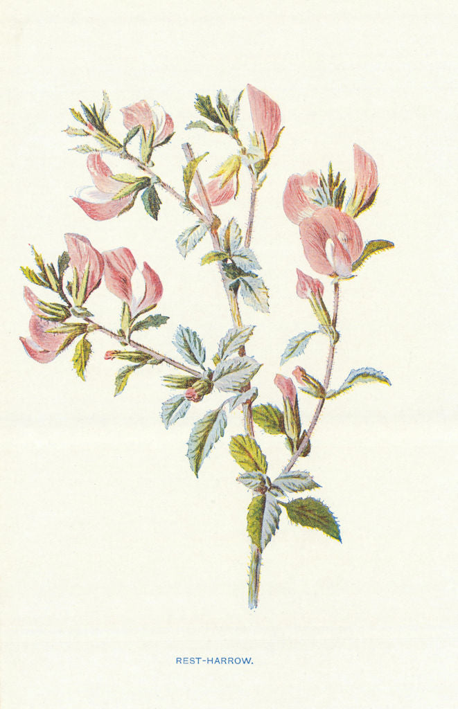 Rest-Harrow. Wild Flowers by Frederick Edward Hulme c1895 old antique print